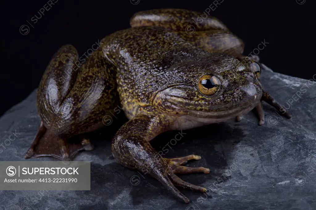 The Cameroon slippery frog (Conraua robusta) is one of the largest frog species on earth. These giant, heavily muscled frogs live in cold, fast-moving rivers in Cameroon and Nigeria.