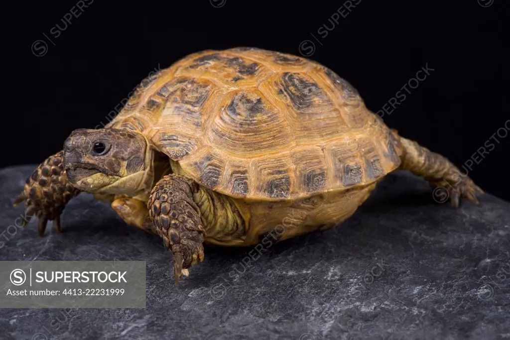 The Kazachstan tortoise (Agrionemys horsfieldii kazachstanica) is a medium sized tortoise species.