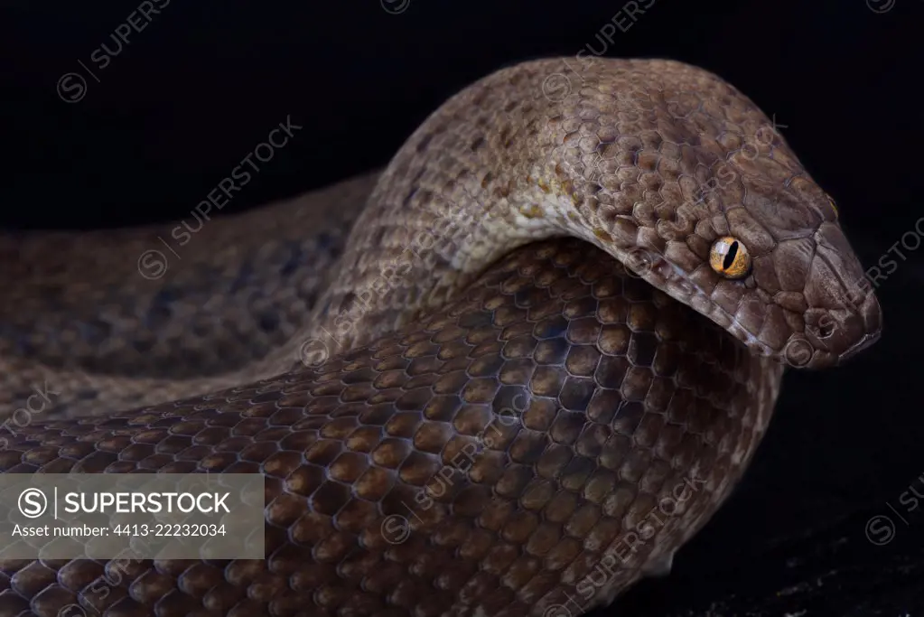 Spotted python (Antaresia maculosa) granite morph