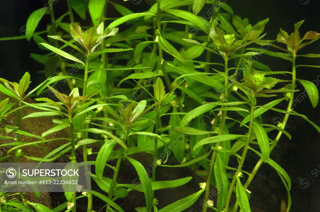 Mermaidweed (Proserpinaca palustris) in aquarium