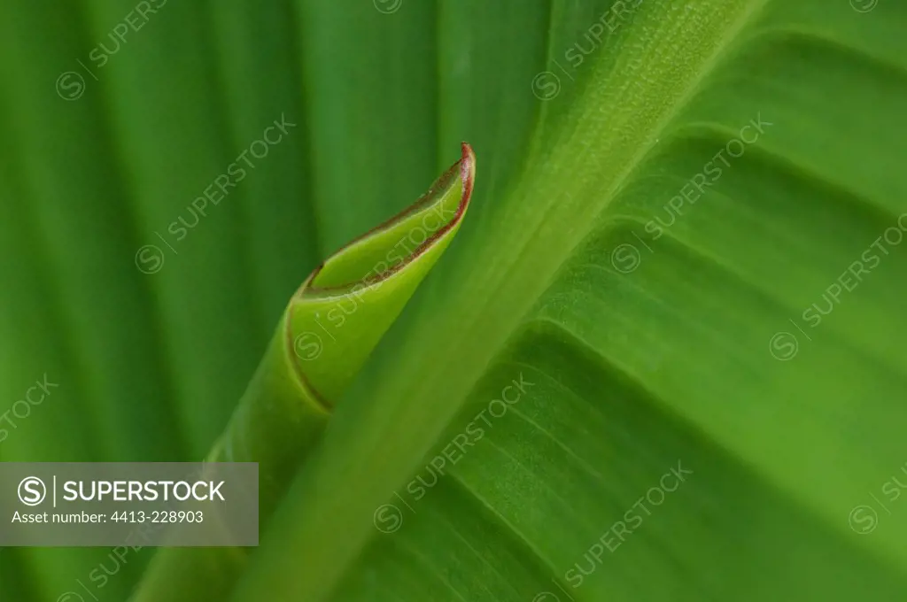 Detail of a canna leaf