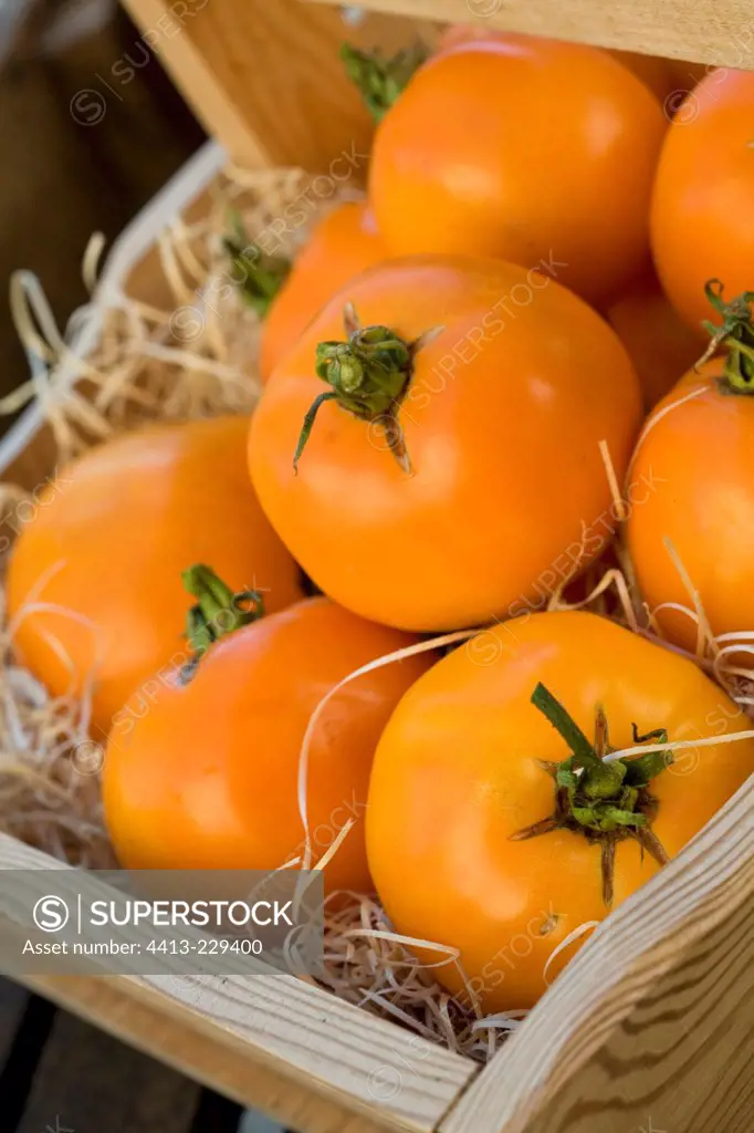 Tomatoes 'Orange Queen' in a basket