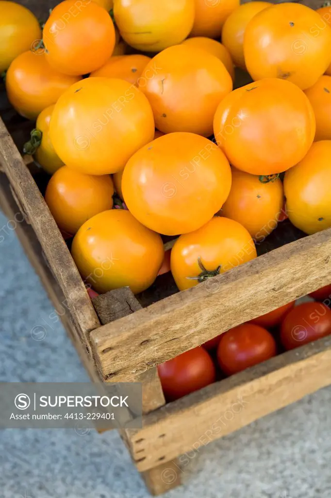 Tomatoes 'Orange Queen' in a tray