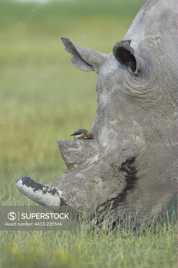 White Rhinoceros and Oxpecker Nakuru National Park Kenya