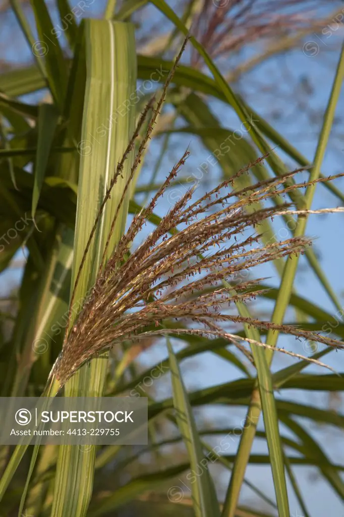 Giant silver grass 'Jubilaris'