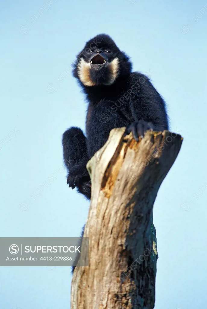 Male Crested Gibbon shouting on a dead wood in a zoo