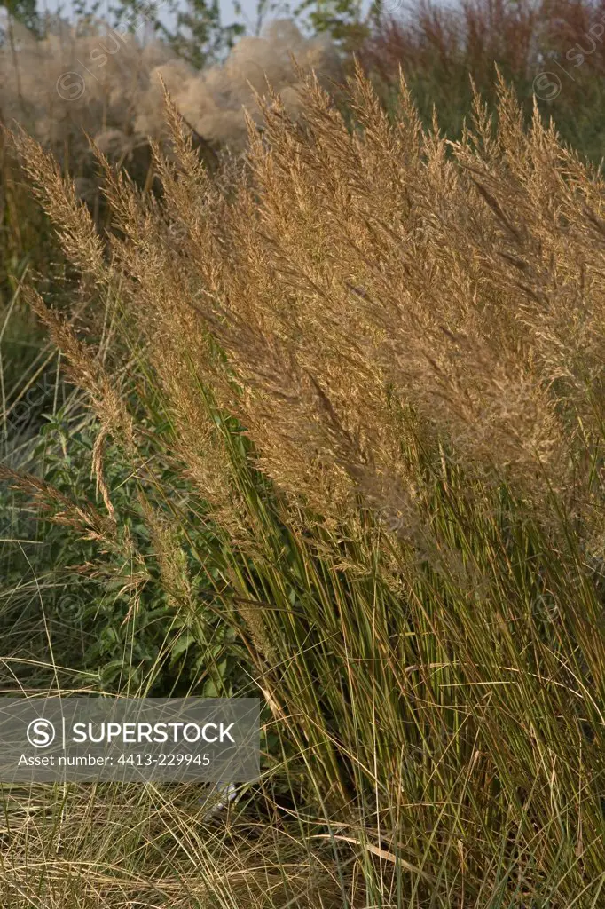 Korean feather reed grass