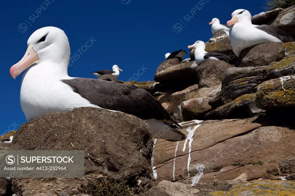 Black-browed Albatross incubating in Falkland Islands