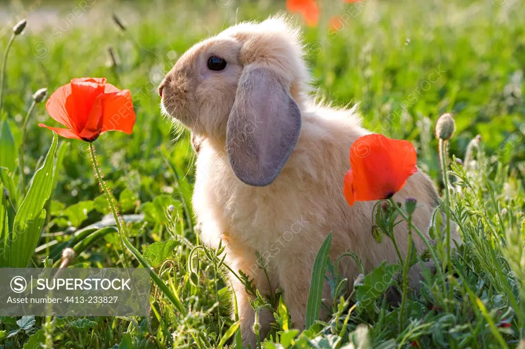 Dwarf Rabbit in a meadow in spring