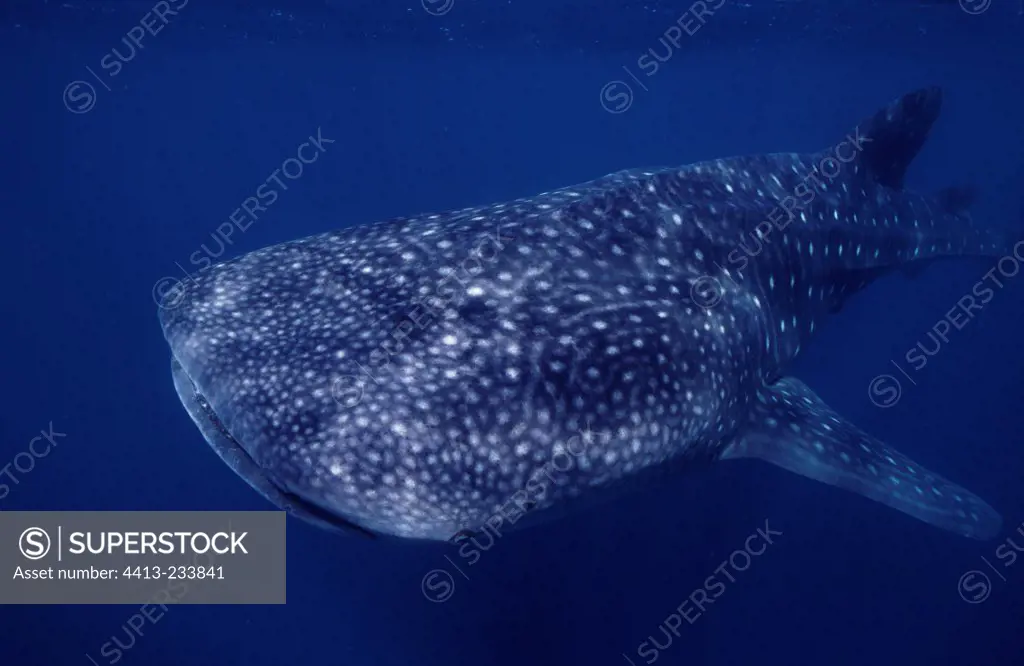 Whale shark surfacing Arta beach Djibouti