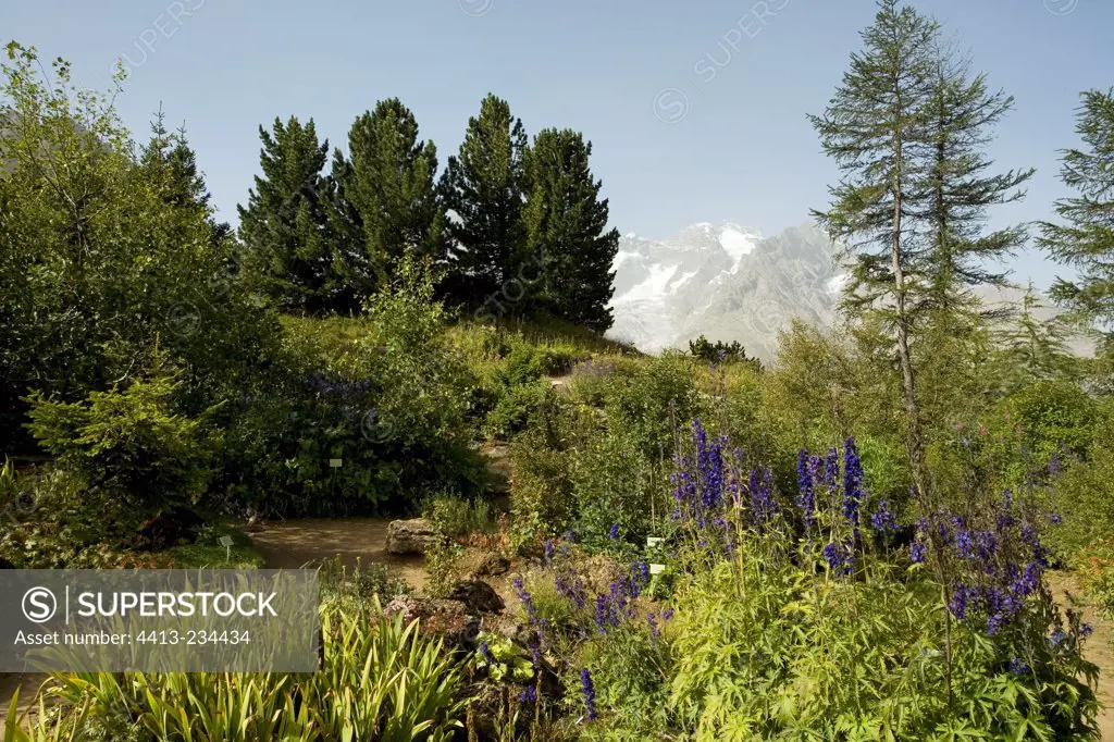 Delphinium at Garden of Col du Lautaret