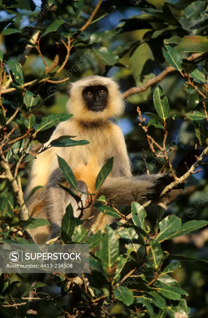 Hanuman langur in a tree Deciduous forest Ranakpur India