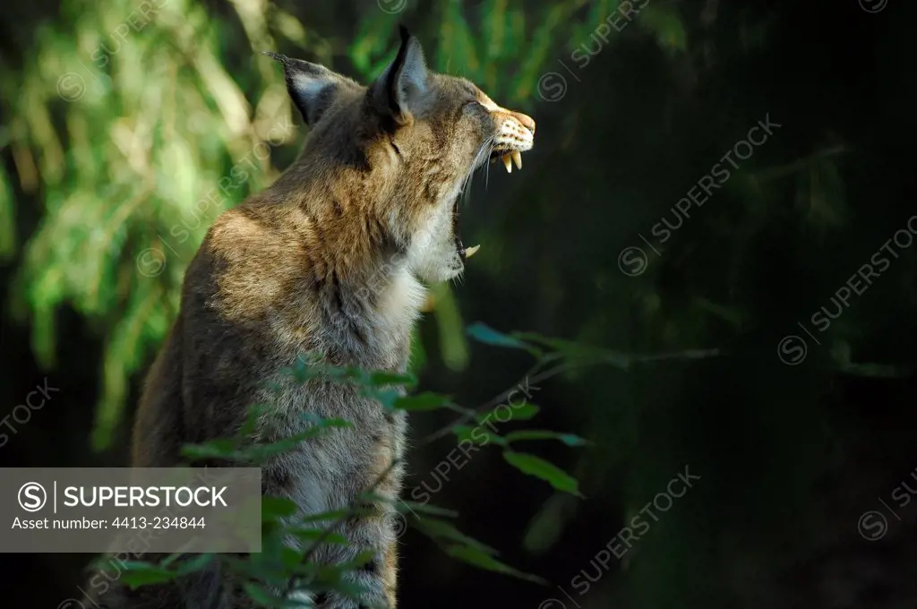 Portrait of Eurasian Lynx yawning in an undergrowth Sweden