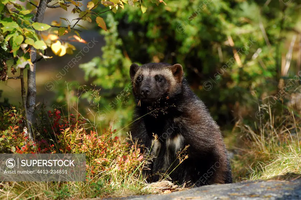 Wolverine sitting at the end of the day Sweden