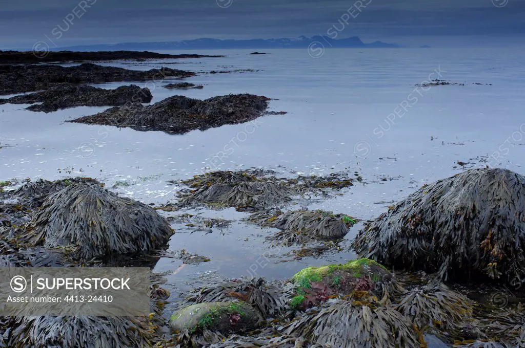 Varech at low tide Hunafloi peninsula Iceland