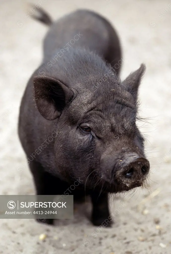 Black pig of Vietnam traditional breeding of the h' Mong