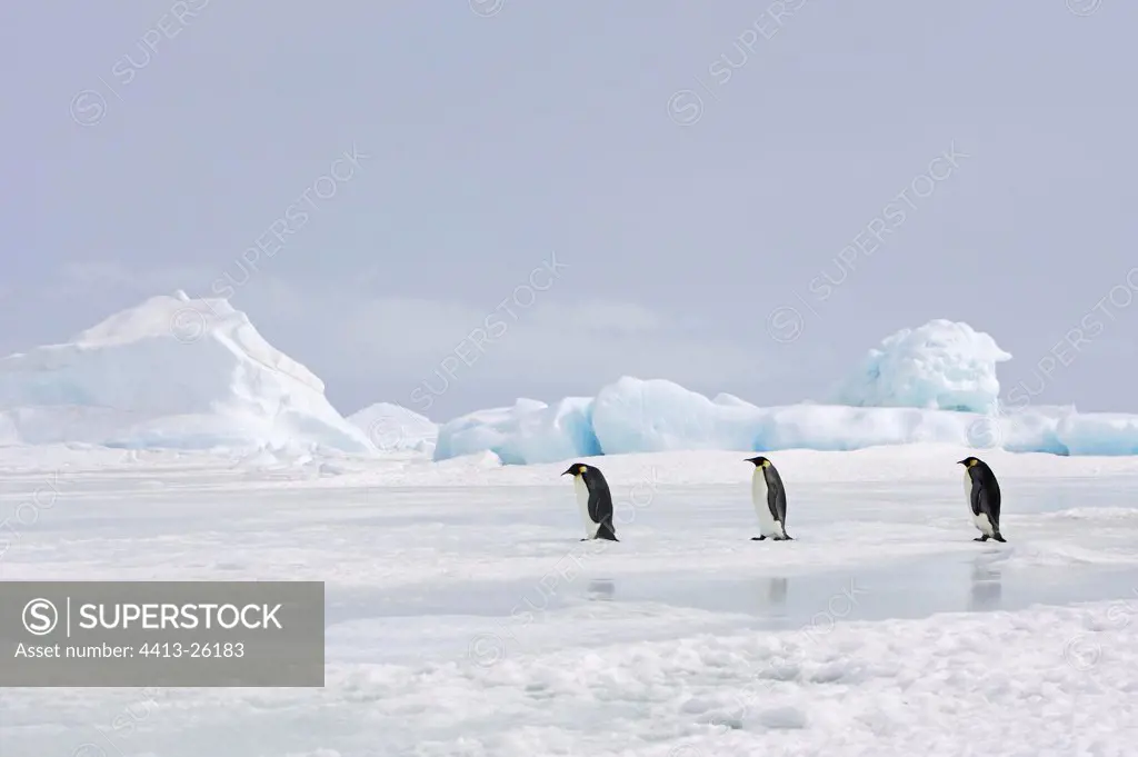 Emperor penguins walking on the ice Antarctica