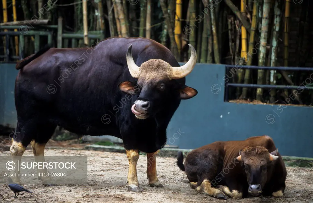 Male and female Gaur in zoological garden