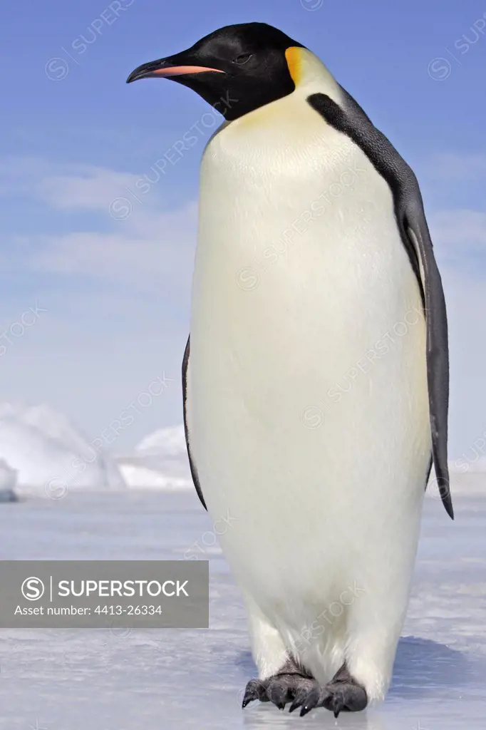 Emperor penguin on the ice Antarctica