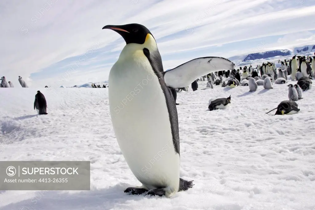 Emperor penguin stretching its wings Antarctica