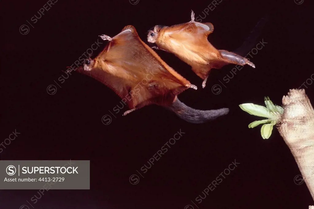 Flying squirrel spreading itself to plane Indonesia