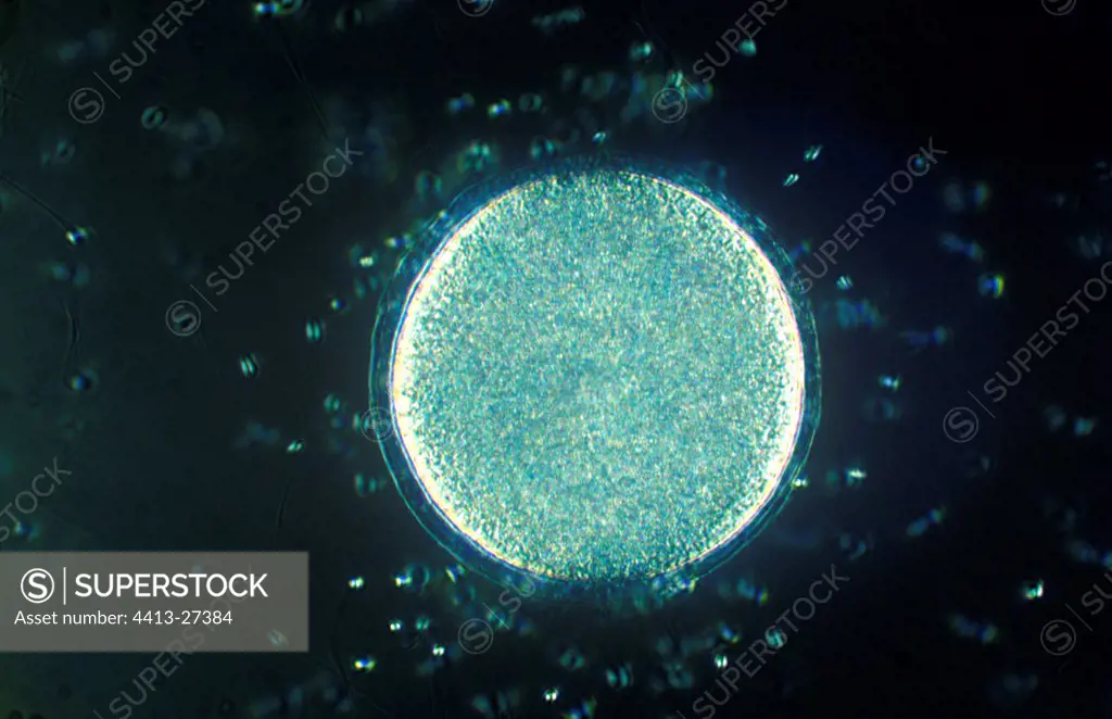 Fecundation of an embryo of Sea urchin