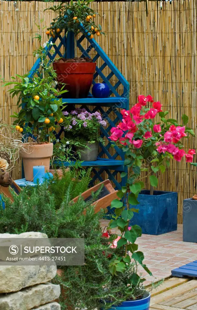 Bougainvillea and citrus fruits on a garden terrace