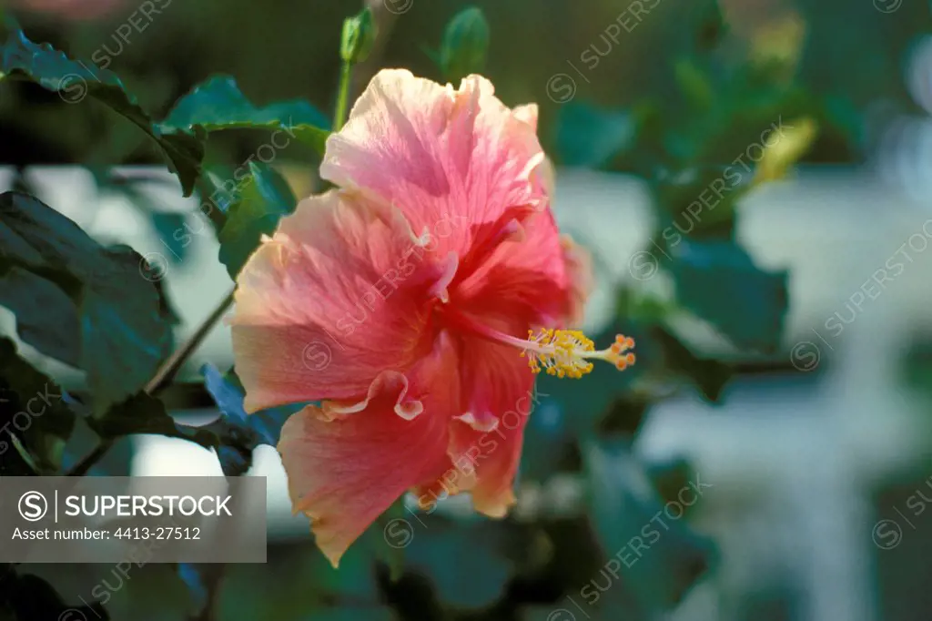 Hibiscus flower Mauritius