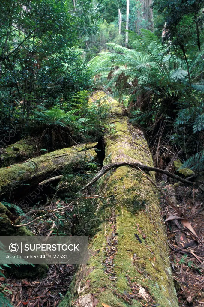 Trunk in a state of decomposition Wet virgin forest Tasmania