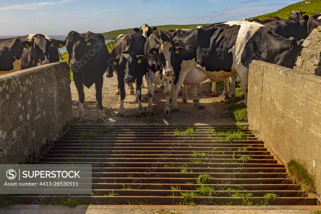 Prim'holstein cows blocked in their pen by a cattle-grid, a common installation in Scotland. It allows free passage of pedestrians and vehicles, while preventing the passage of cattle and sheep. Shetland, Scotland