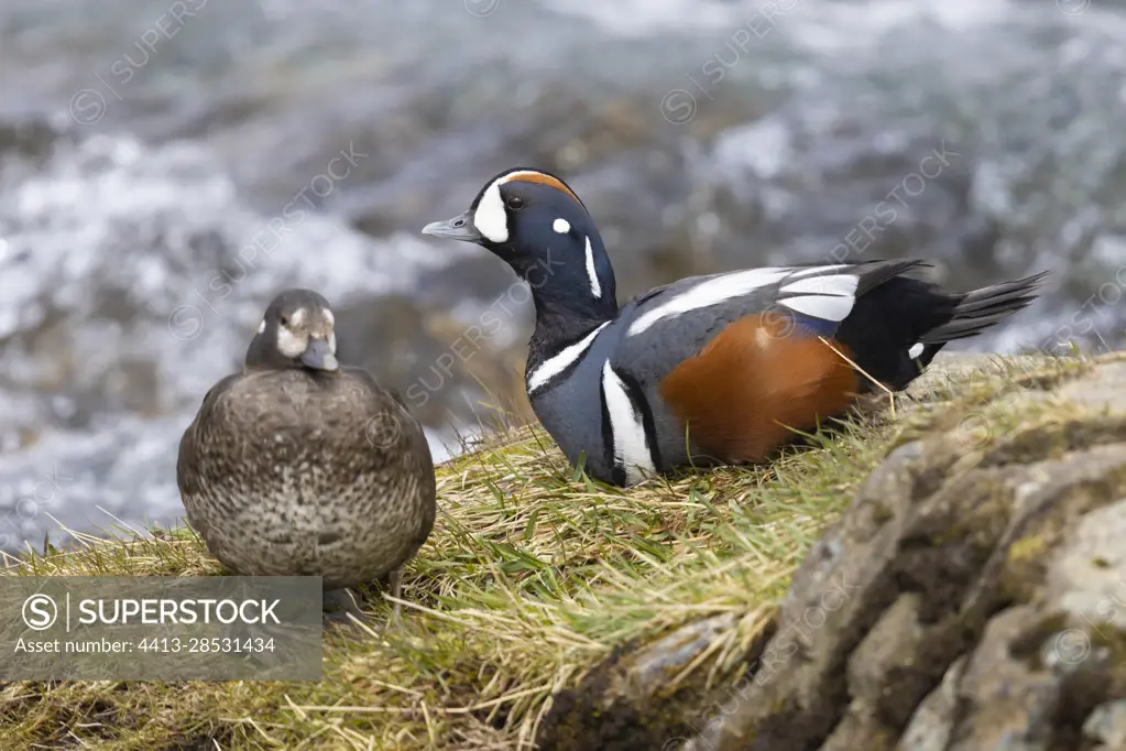 Harlequin Duck (Histrionicus histrionicus), couple resting on a rock, Northeastern Region, Iceland