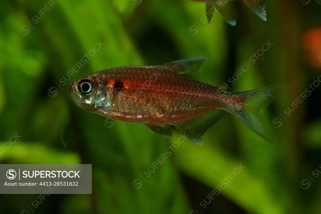 Red Laser Tetra (Hemigrammus coeruleus) male in aquarium