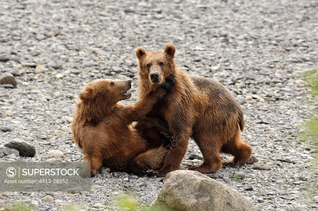 Kodiak Bears playing at the edge of a river Kodiak Island