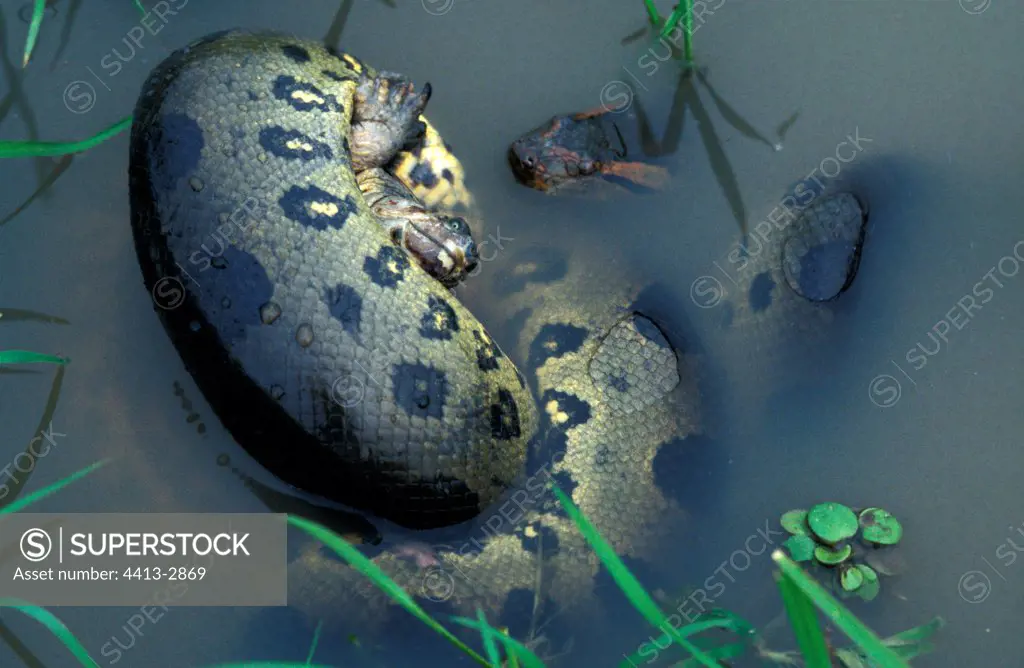 Green anaconda suffocating a turtle in Llanos Venezuela