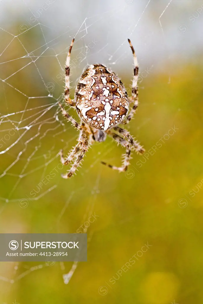 Weaver spider weaving its cobweb