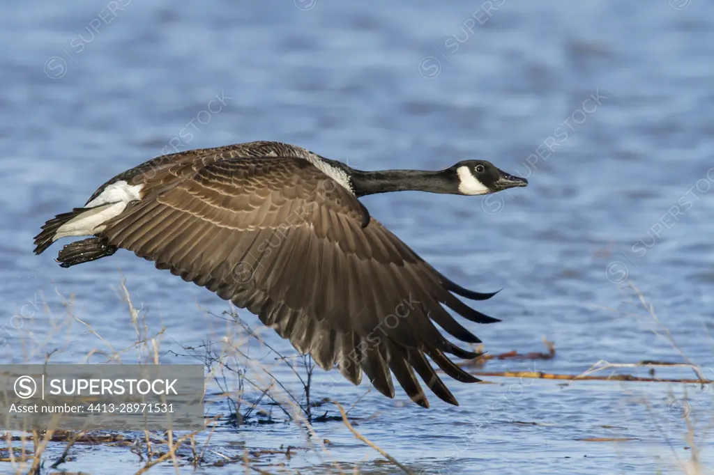 Canada goose 2025 quebec que es