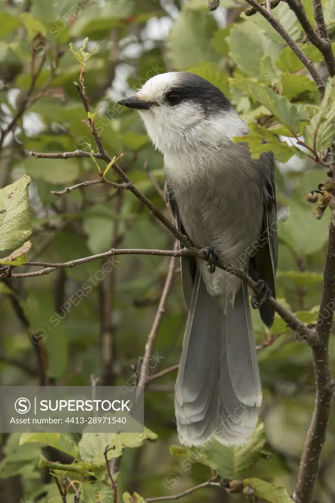 Gray Jay (Perisoreus canadensis) on a branch of Alder, Gaspesie National Park, Quebec, Canada.