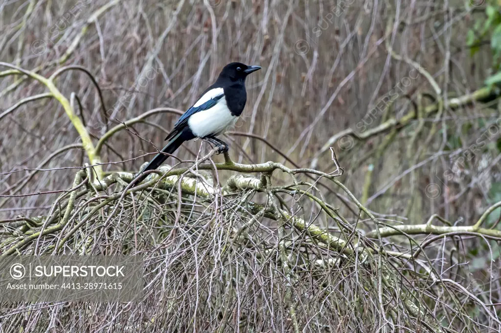 Eurasian Magpie (Pica pica) Adult on a branch of a weeping birch in spring, Country garden, Lorraine, France