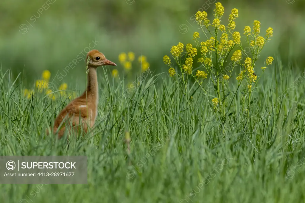 Sandhill crane (Antigone canadensis) Young crane advancing in a field.  Mauricie region. Quebec. Canada - SuperStock