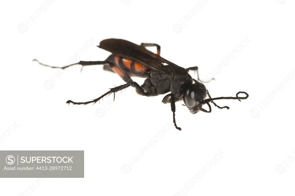 Black-banded spider wasp (Anoplius viaticus) on the white background, Liguria, Italy