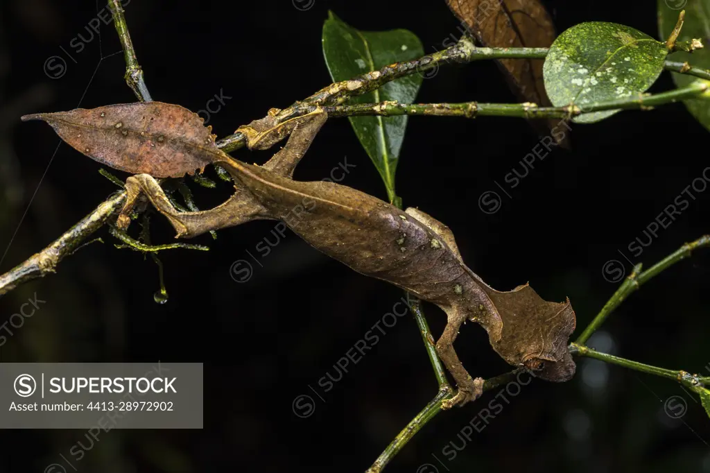 Satanic leaf-tailed geckos (Uroplatus phantasticus) in situ, Mitsinjo, Madagascar