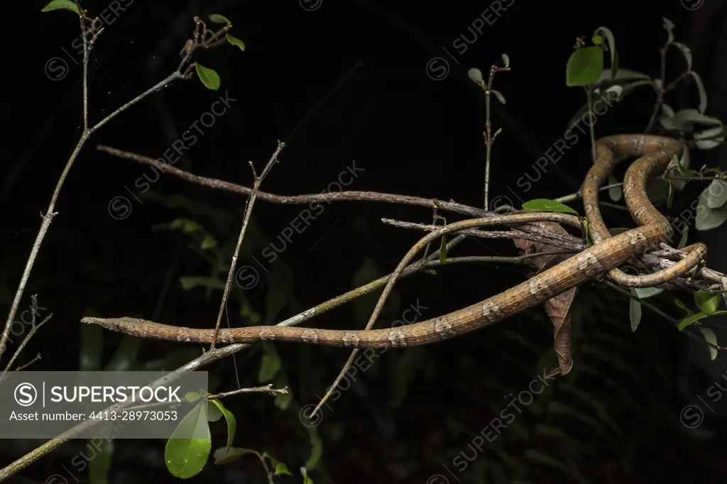 Madagascar leaf-nosed snake (Langaha madagascariensis) female in situ, Ampitabe Lake, Pangalanes Channel, Atsinanana, Madagascar