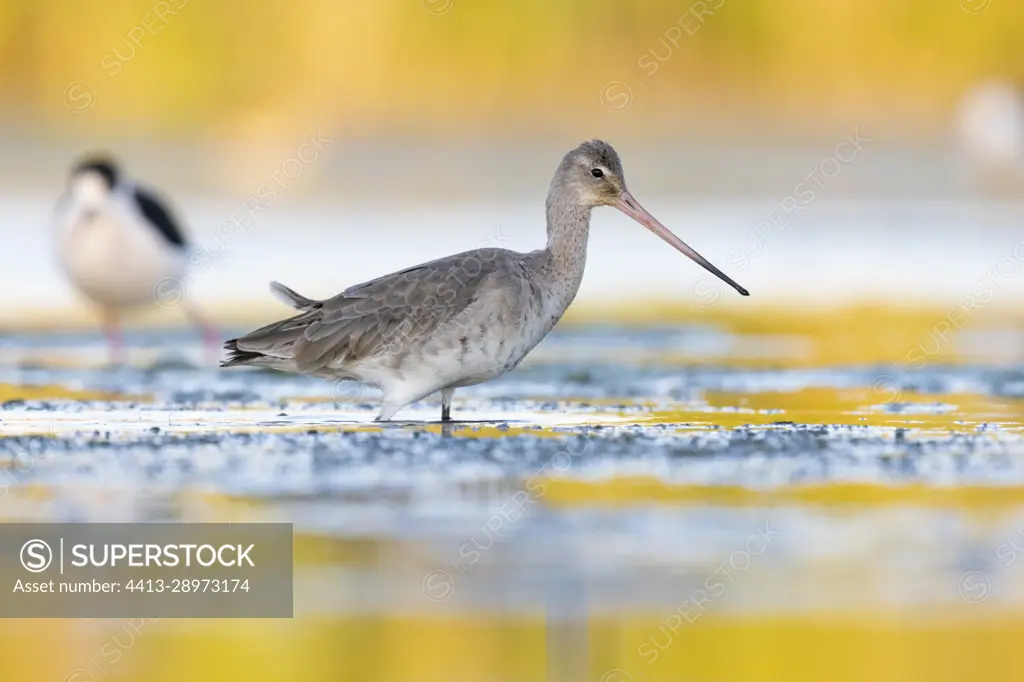 Black-tailed Godwit (Limosa limosa), side view of an adult in winter plumage standing in the water, Campania, Italy