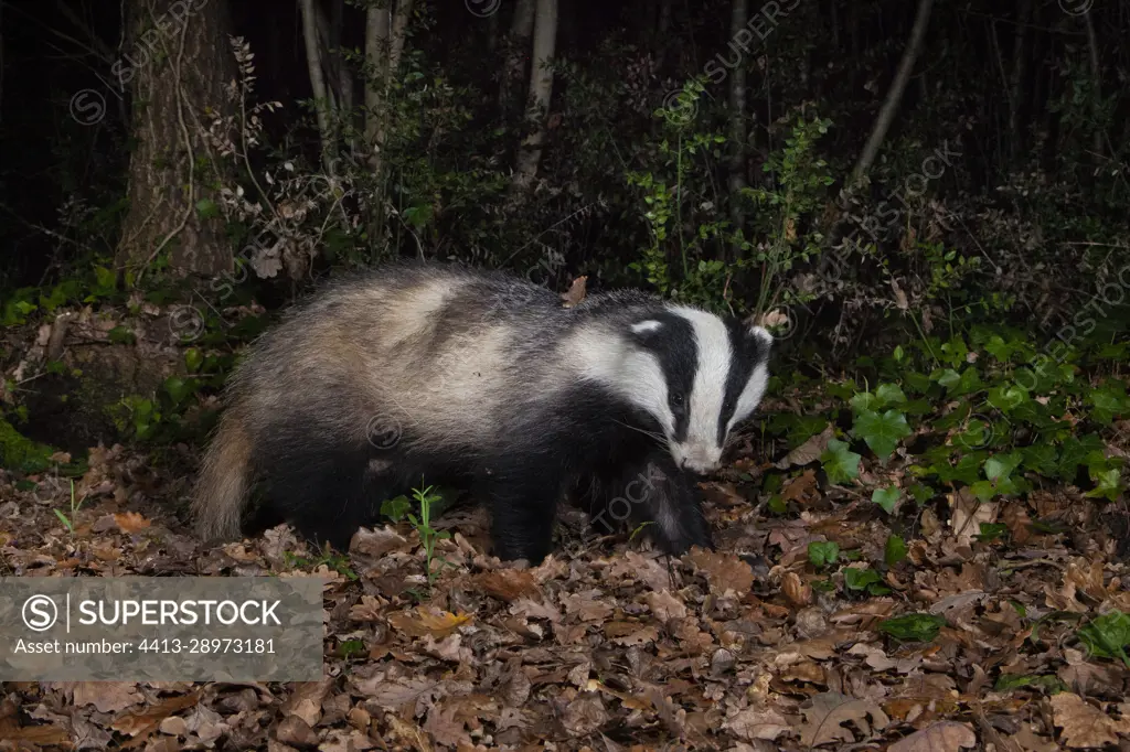 European Badger (Meles meles), side view of an adult walking in a wood, Campania, Italy