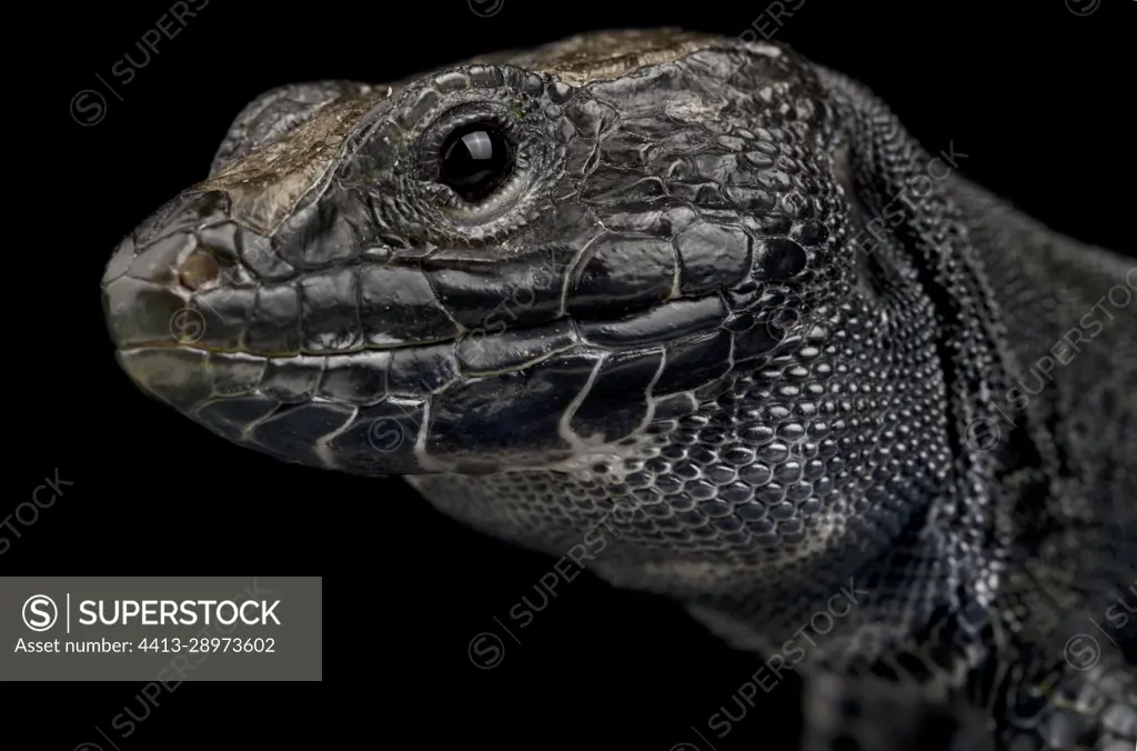 Melanistic Ocellated lizard (Timon lepidus) on black background