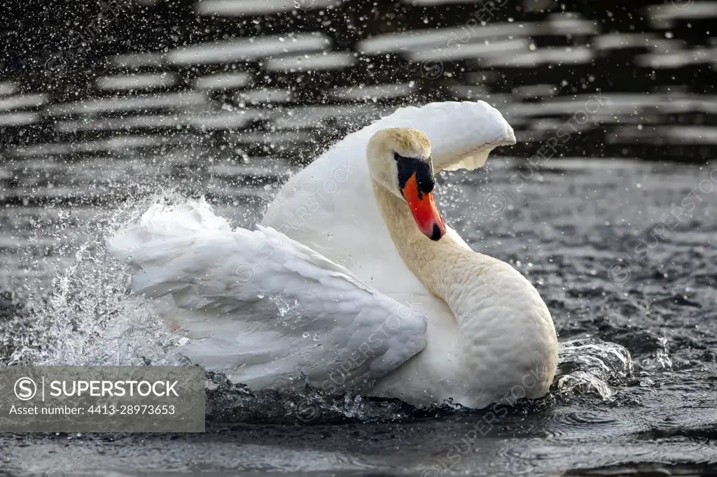 Mute Swan (Cygnus olor) Adult snorting on the water in winter, Bellefontaine lake in Champigneulles, Lorraine, France