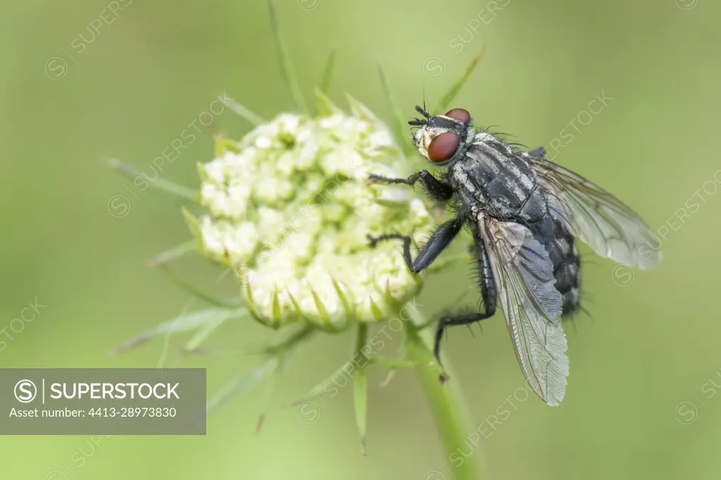 Flesh fly (Sarcophaga carnaria) on flower, Bouxieres-aux-dames, Lorraine, France