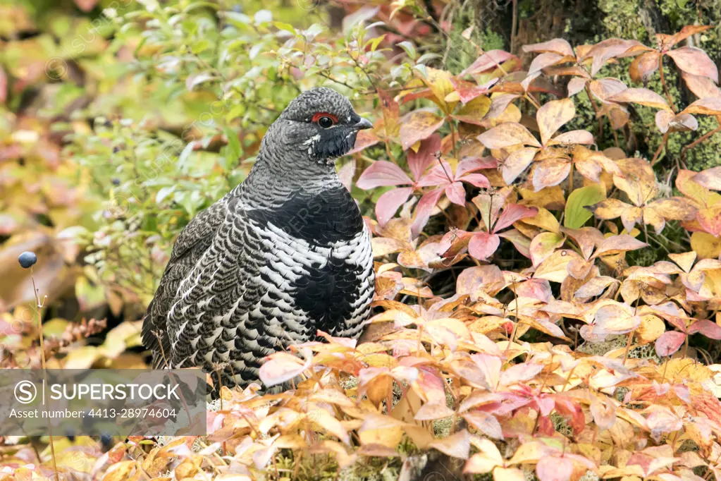 Male spruce grouse (Falcipennis canadensis) on a bed of Bunchberry dogwoods in autumn colour. Parc de la Gaspesie. Quebec. Canada