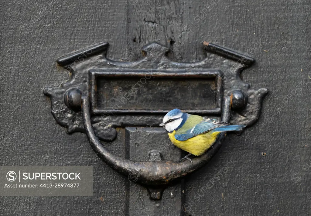 Blue tit (Cyanistes caeruleus) perched on a door handle, England