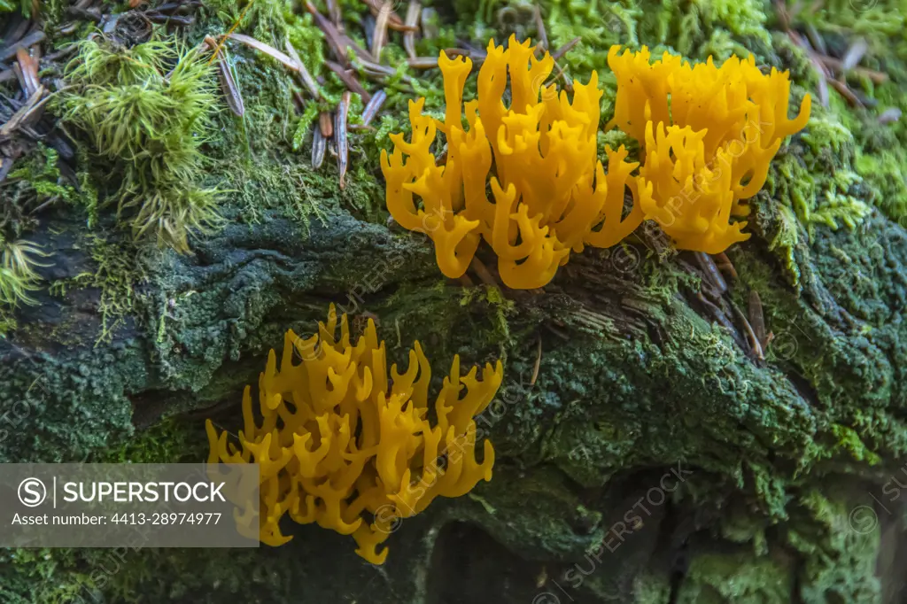 Yellow staghorn fungus (Calocera viscosa) growing on fallen wood of Silver Fir (Abies alba), Auvergne, France